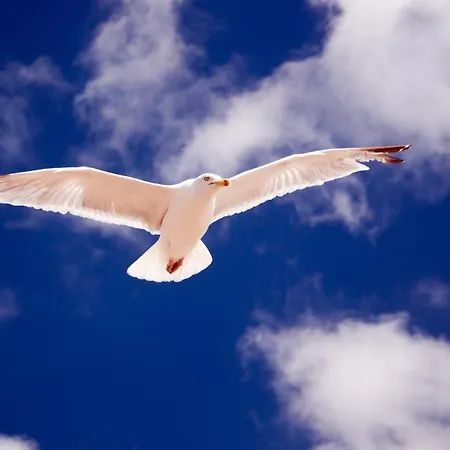 Two Brothers Astoria 3*